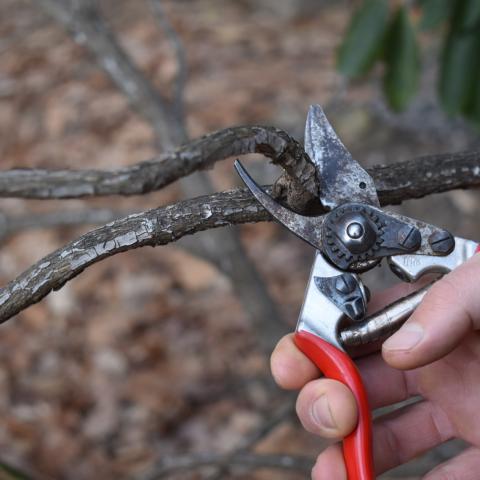 Pruning Trees and Shrubs Extension